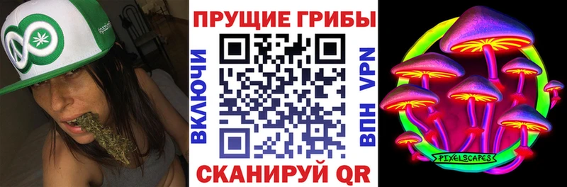 Псилоцибиновые грибы Psilocybine cubensis  Дивногорск 